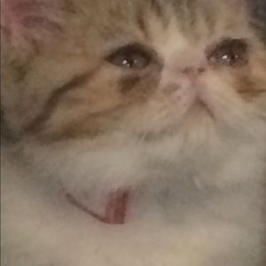 Meet your Posher, Alyson